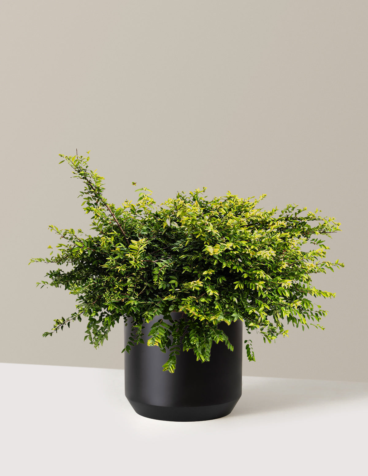 files/the-sill_Large-Thunderbolt_-Box-Honeysuckle-_3-Gallon__Large-Mexia-Black_Variant.jpg