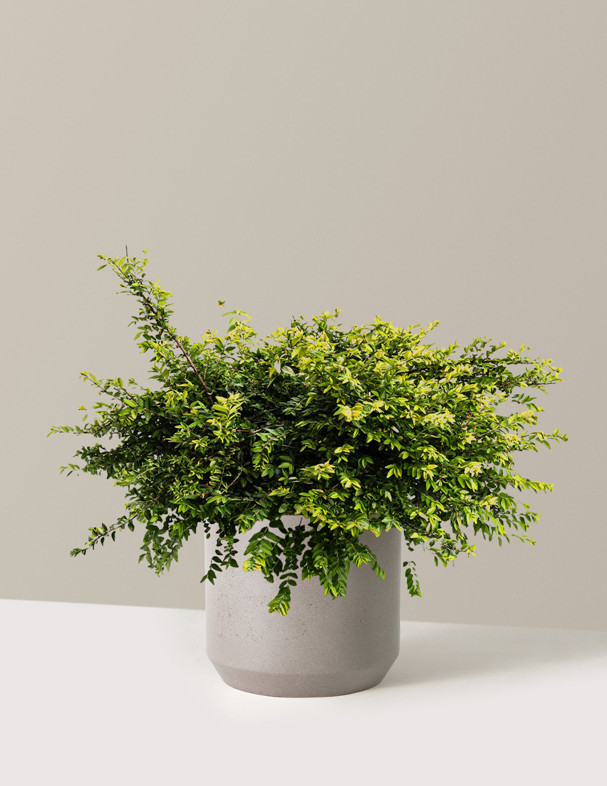 bundle | 3 Gallon | Mexia | Cement Grey