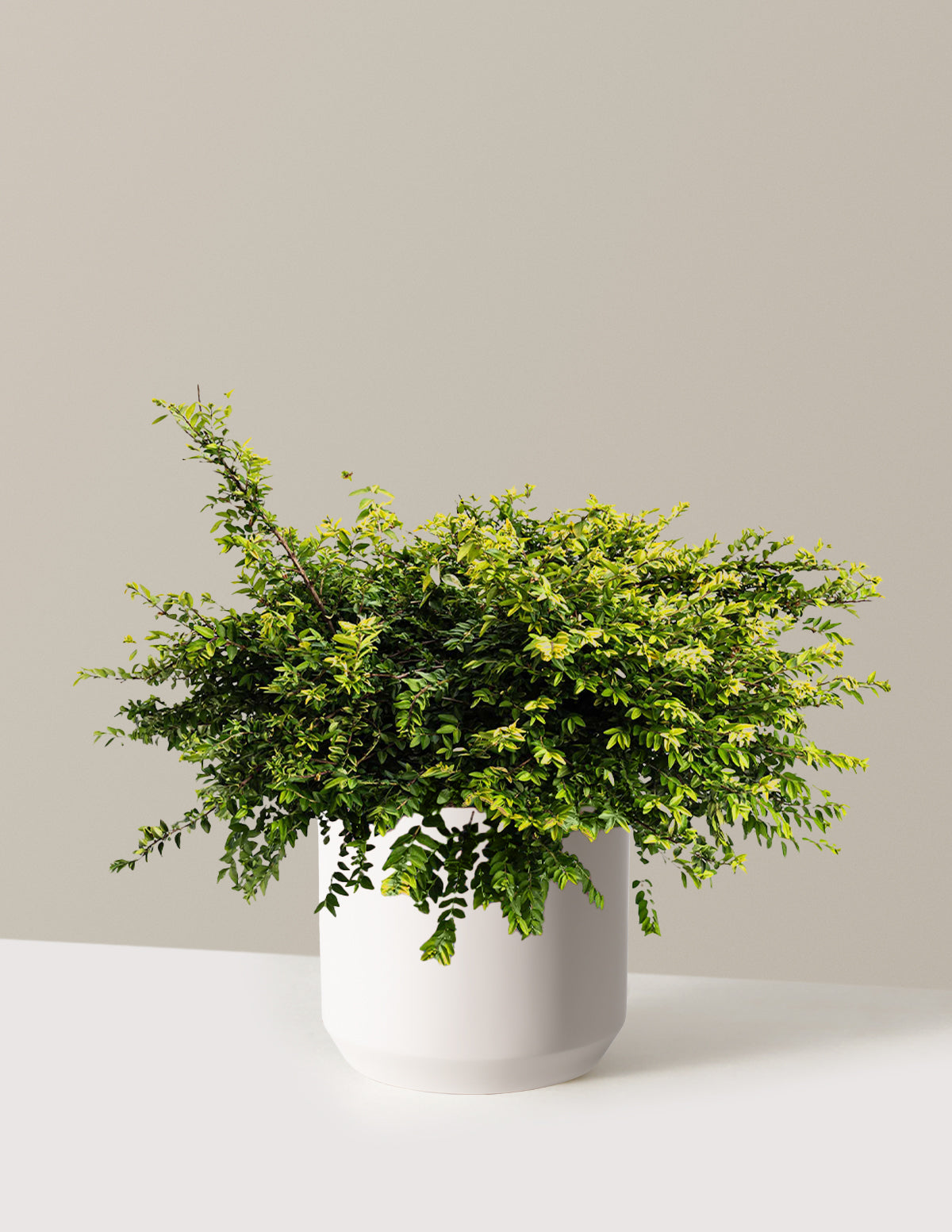 bundle | 3 Gallon | Mexia | Cream