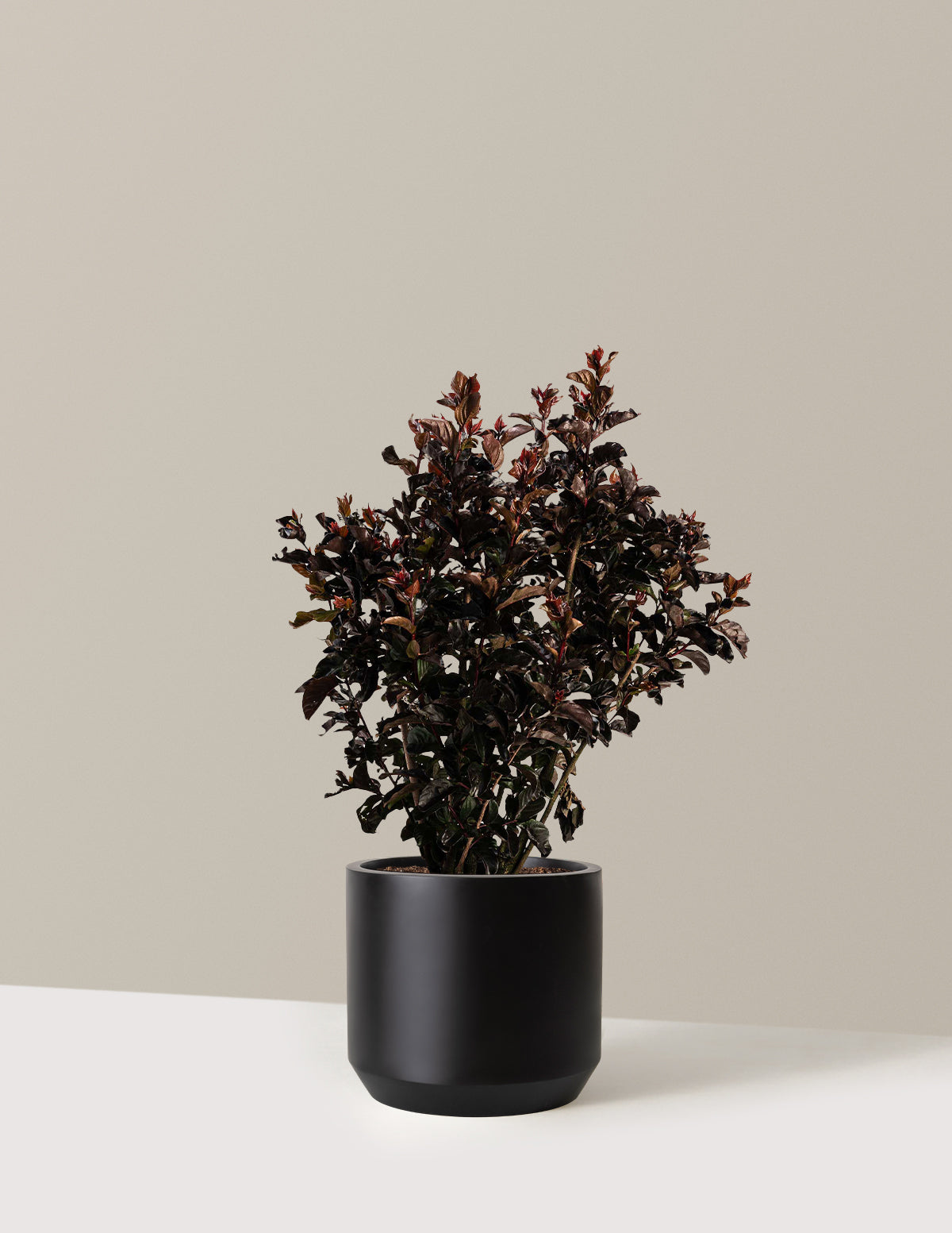 bundle | 2-3 ft. | Mexia | Black