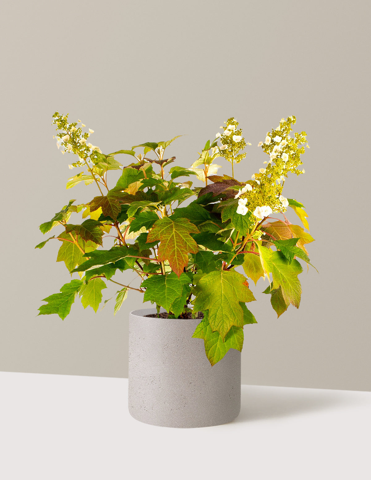 bundle | 3 Gallon | Agnes | Cement Grey