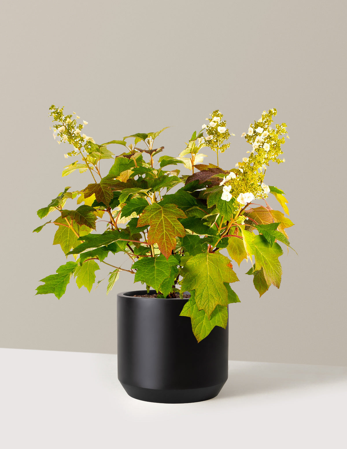 bundle | 3 Gallon | Mexia | Black