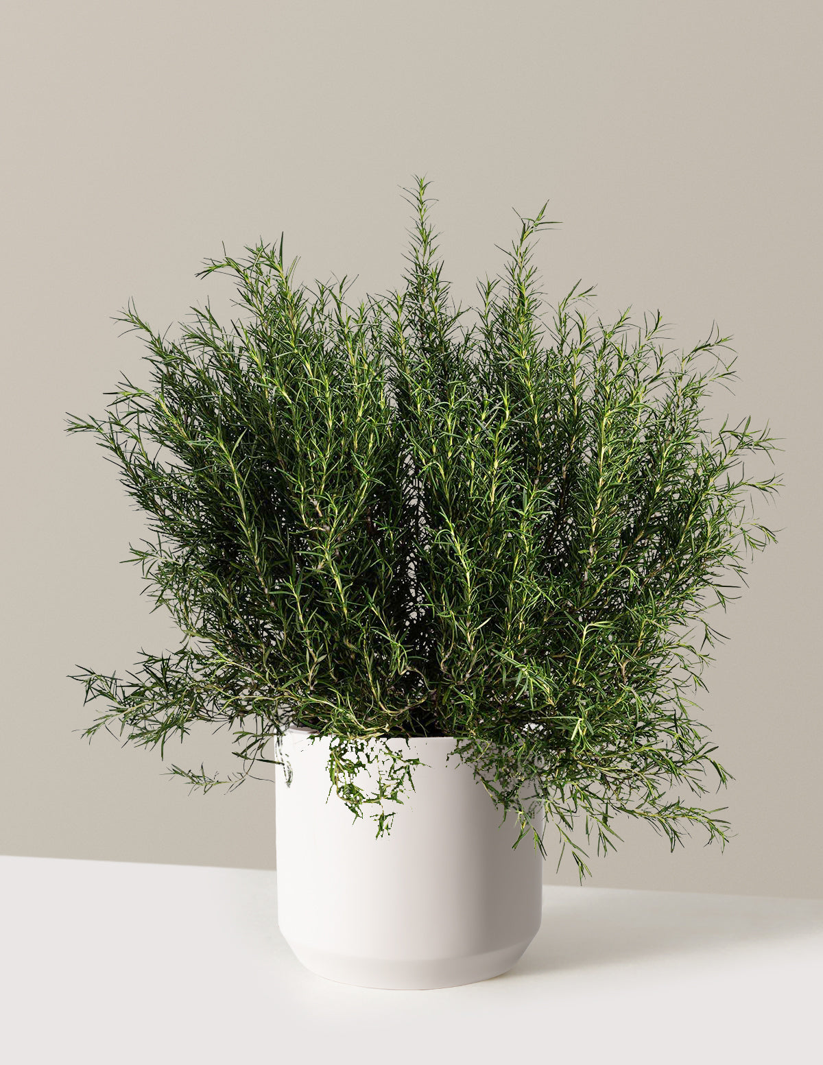 Tuscan Blue Rosemary