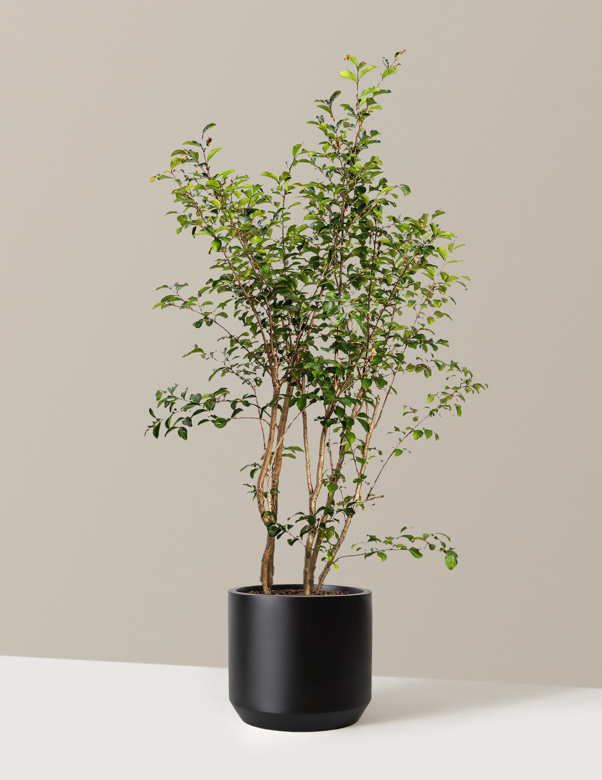 bundle | 3-4 ft. | Mexia | Black