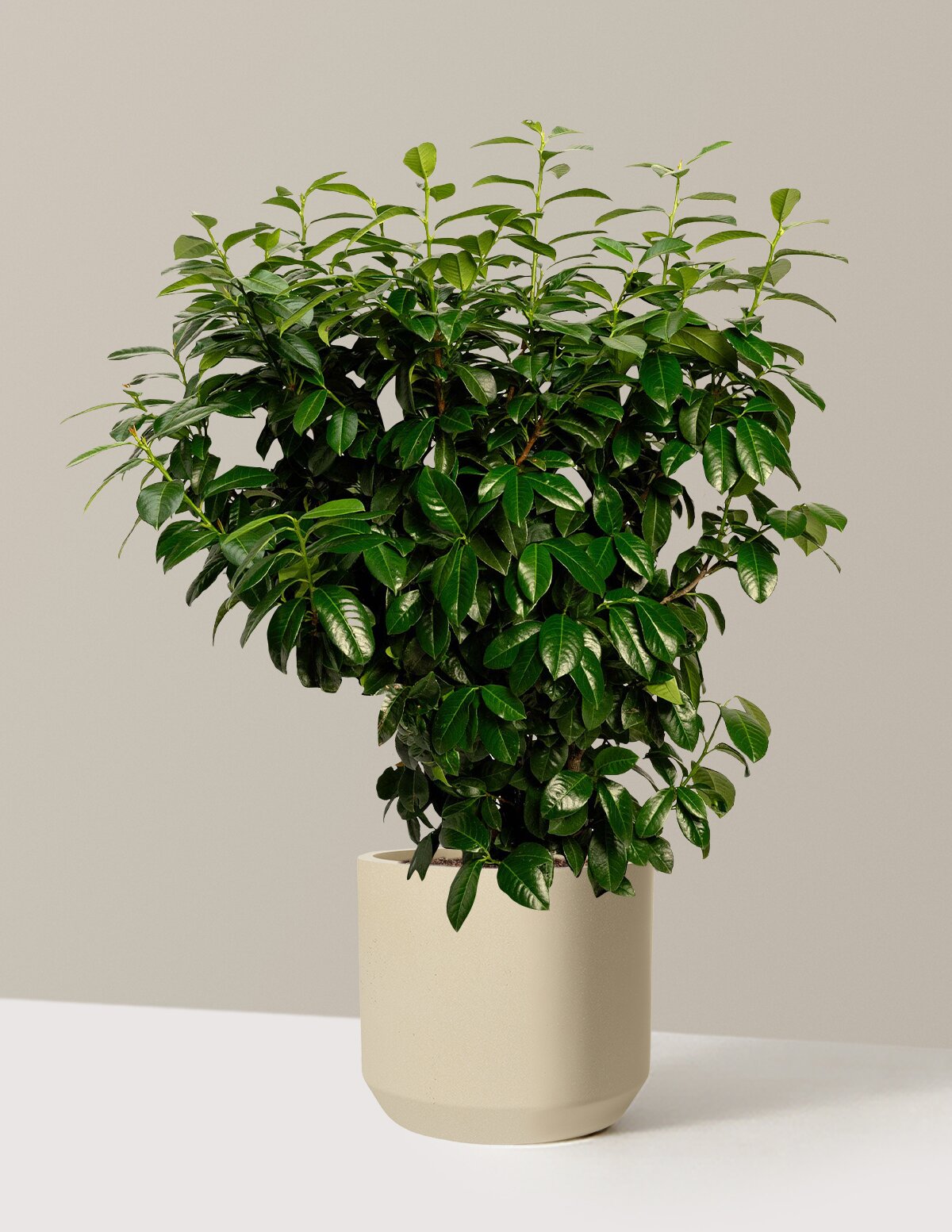 files/the-sill_Large-Volcano_Cherry_Laurel_Large_Mexia-Sand_Variant-lowres.jpg