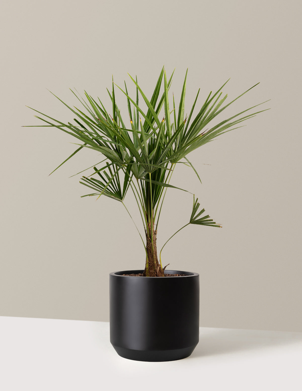 files/the-sill_Large-Windmill-Palm-Tree-_3-Gallon__Large-Mexia-Black_Variant.jpg
