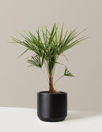 bundle | 3 Gallon | Mexia | Black