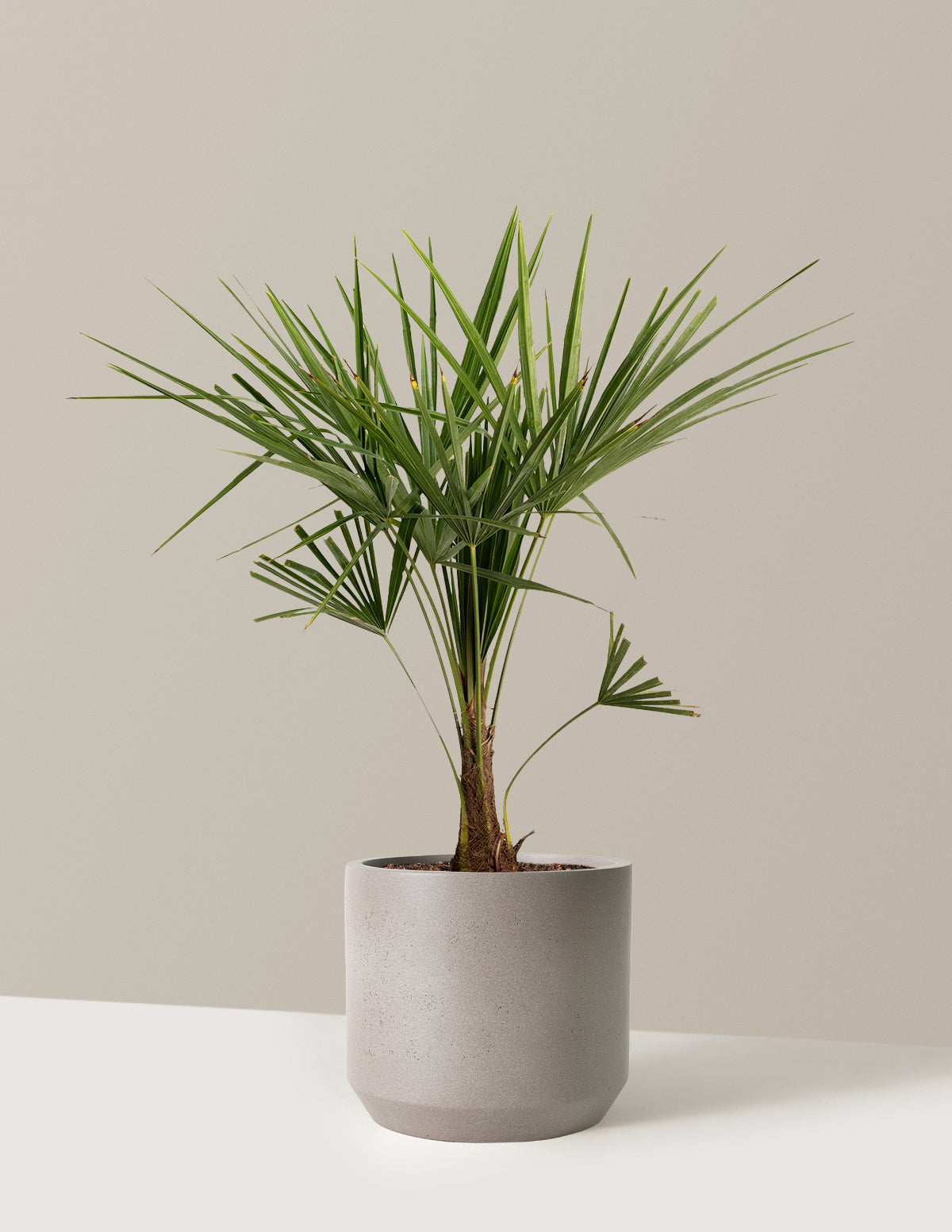 bundle | 3 Gallon | Mexia | Cement Grey