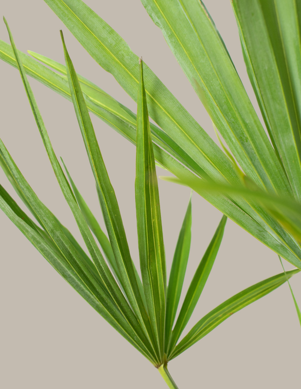 files/the-sill_Large-Windmill-Palm_Gallery.jpg