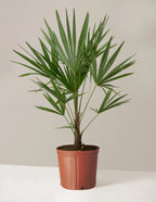 bundle | Large | Grow Pot