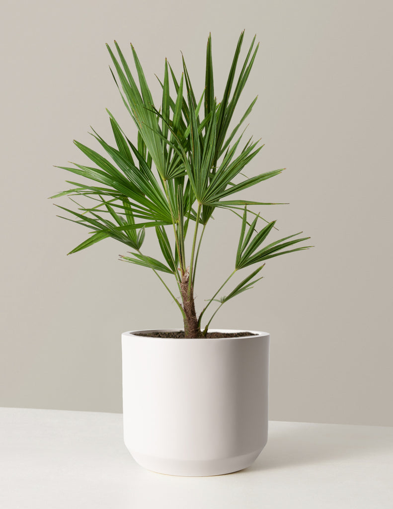 How to care for a Windmill Palm