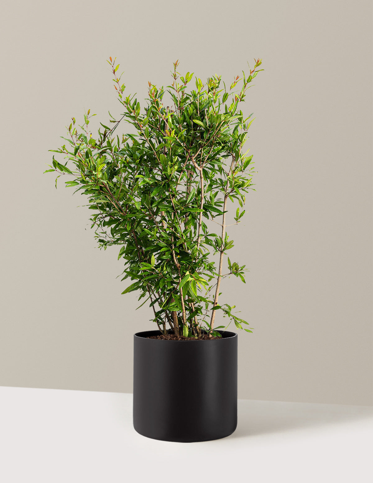 bundle | 3 Gallon | Agnes | Black