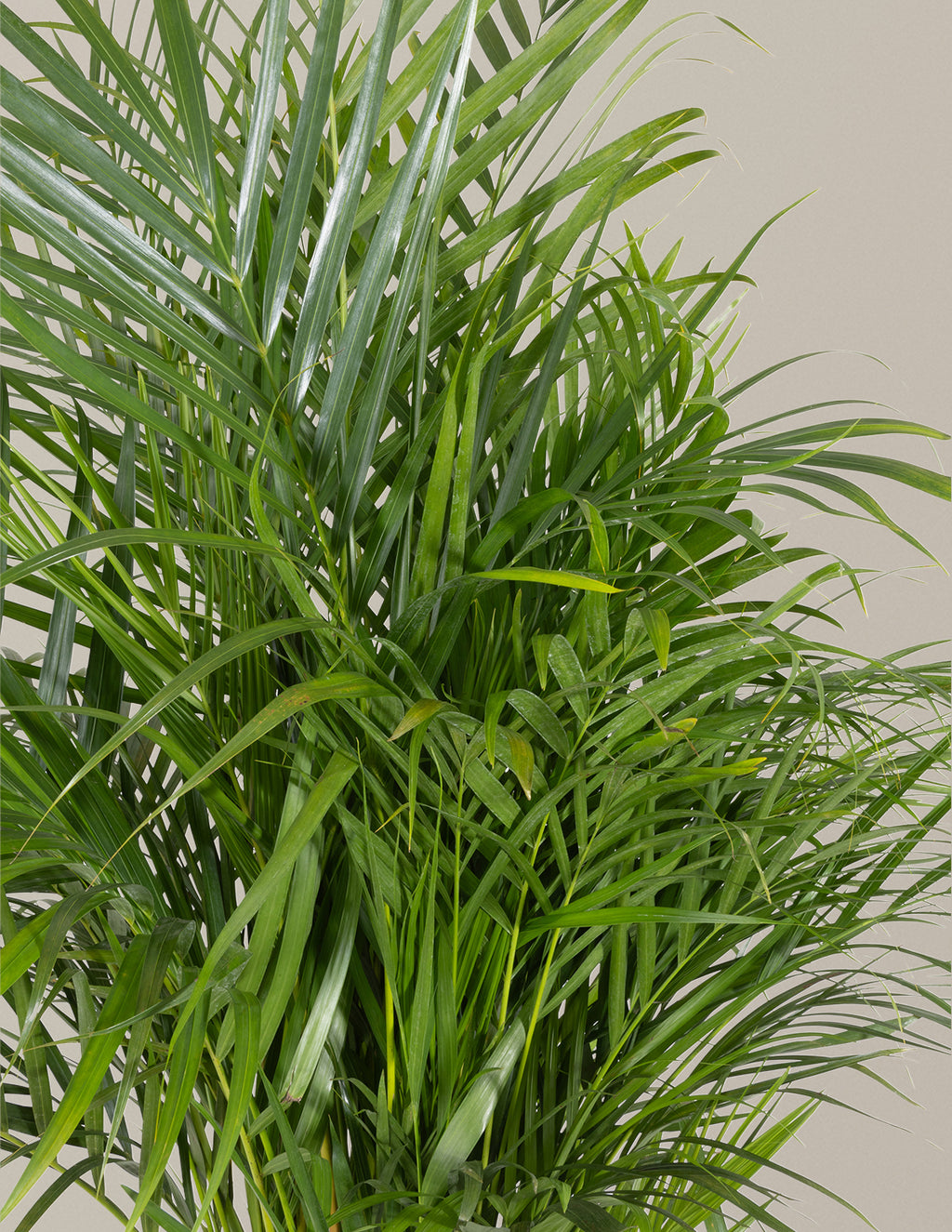 Areca Purifying Palm
