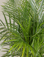 Areca Purifying Palm