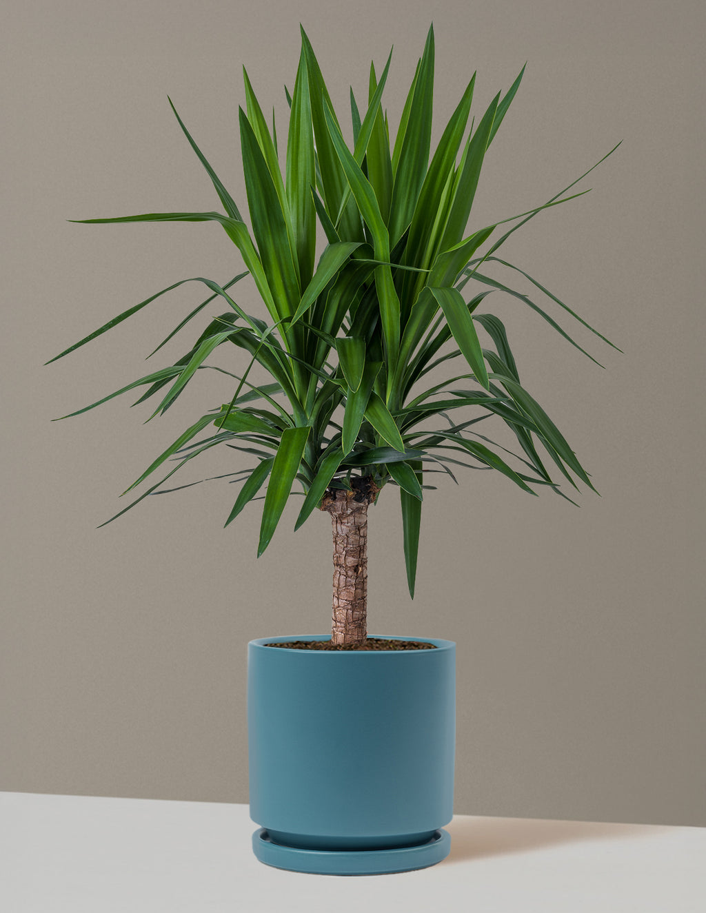 bundle | Large Single | Isabella | Antique Teal