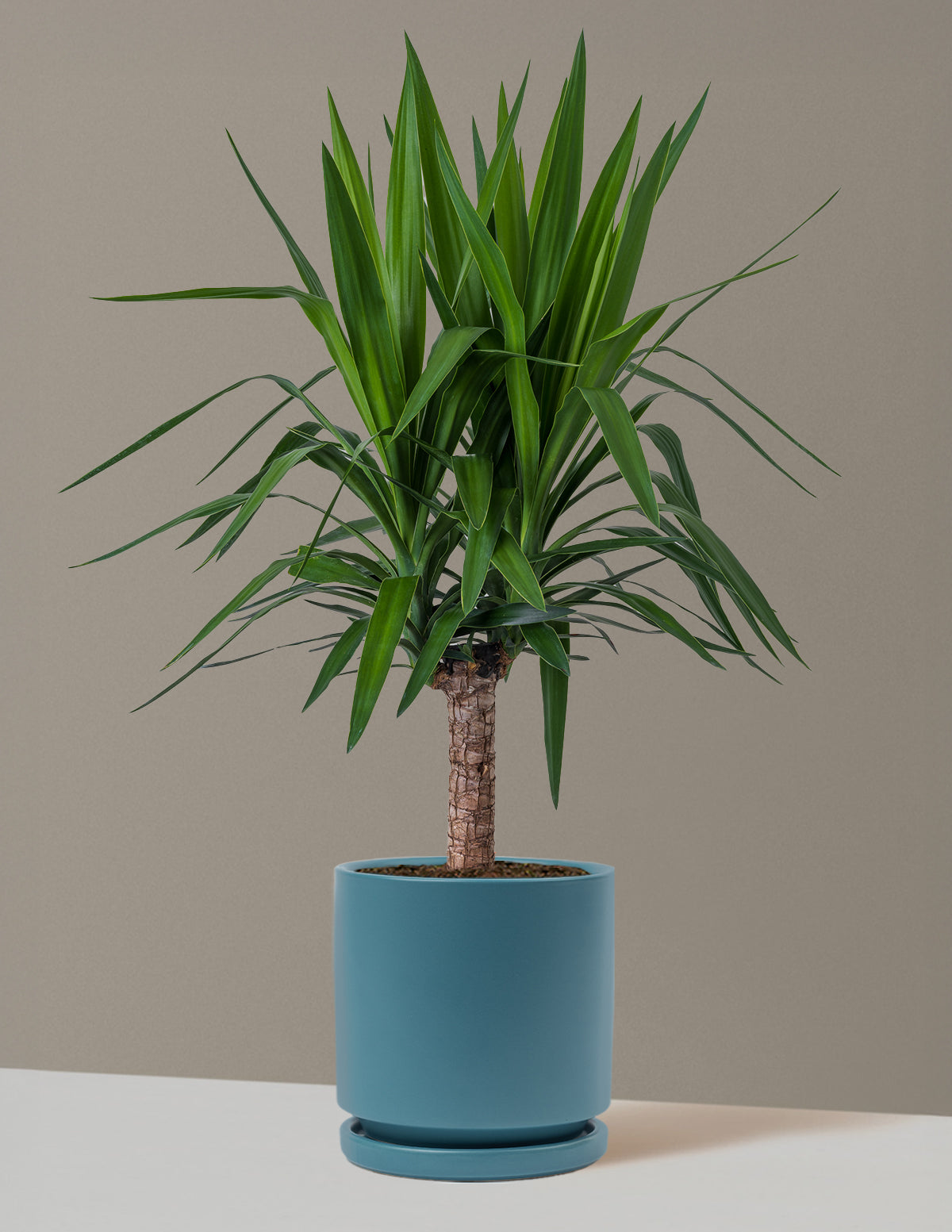 bundle | Large Single | Isabella | Antique Teal