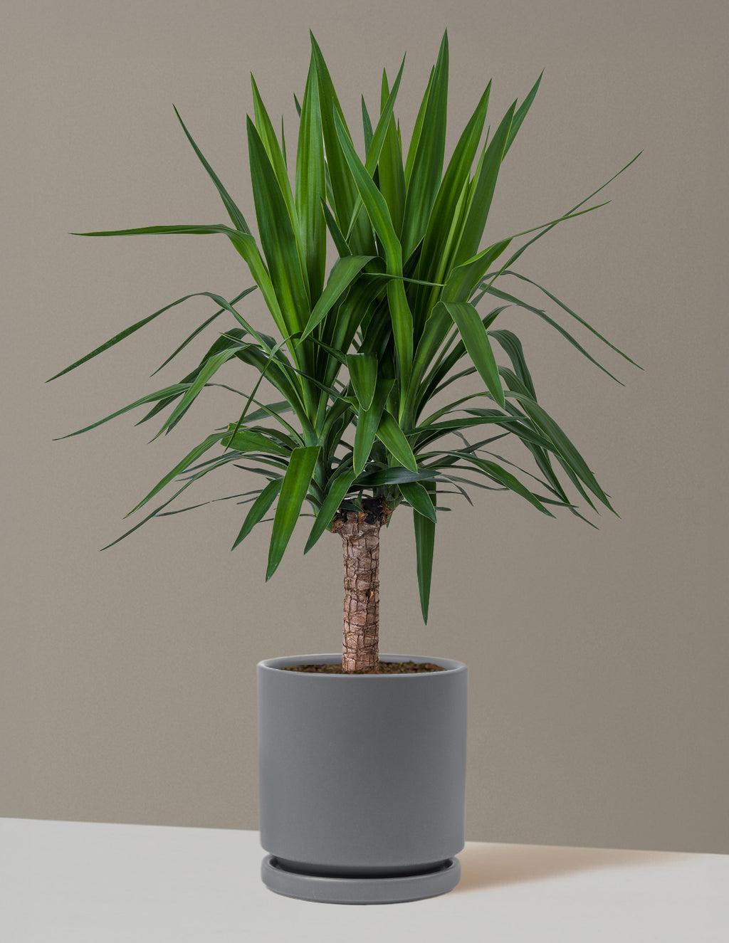 bundle | Large Single | Isabella | Granite