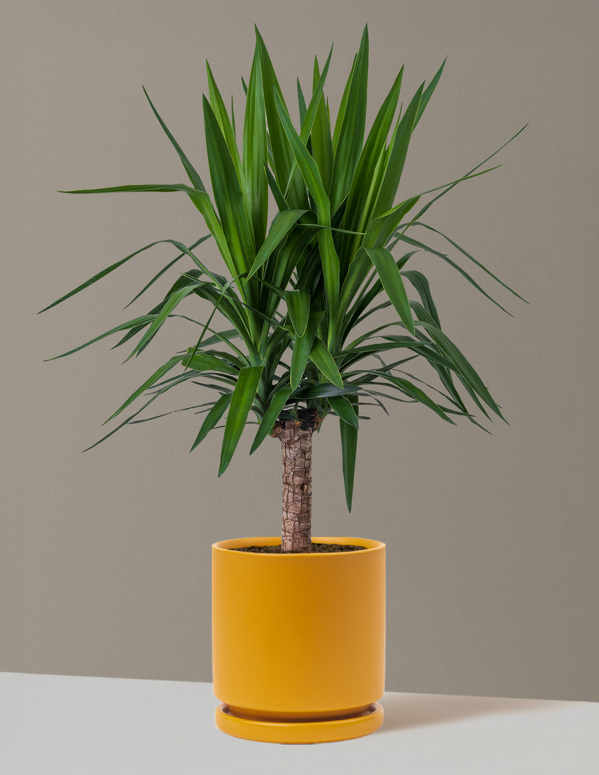 bundle | Large Single | Isabella | Mustard