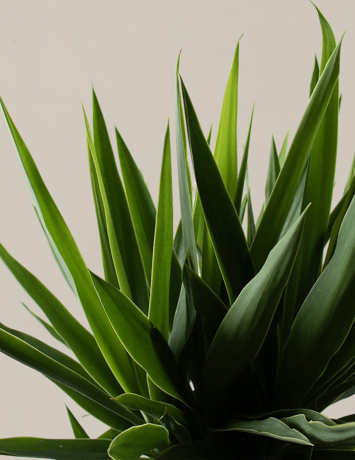 Yucca Plant Multi Stem