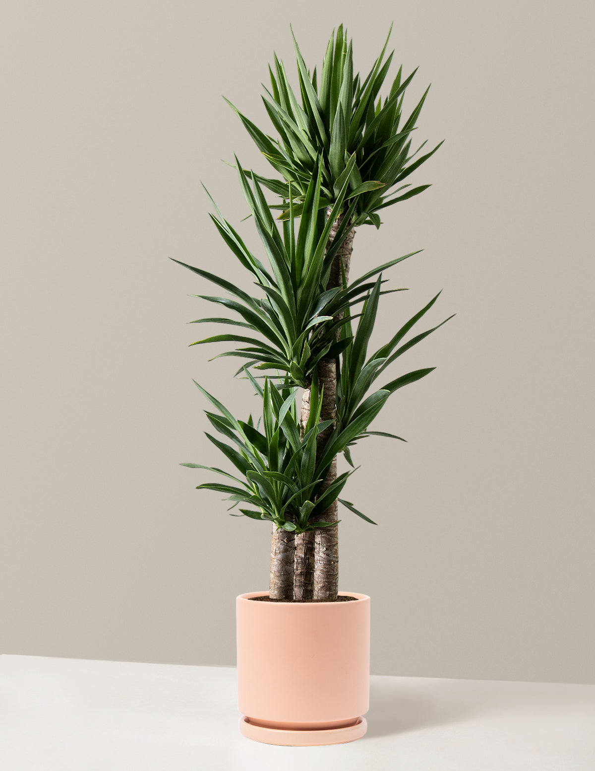bundle | Extra Large Multi | Isabella | Blush