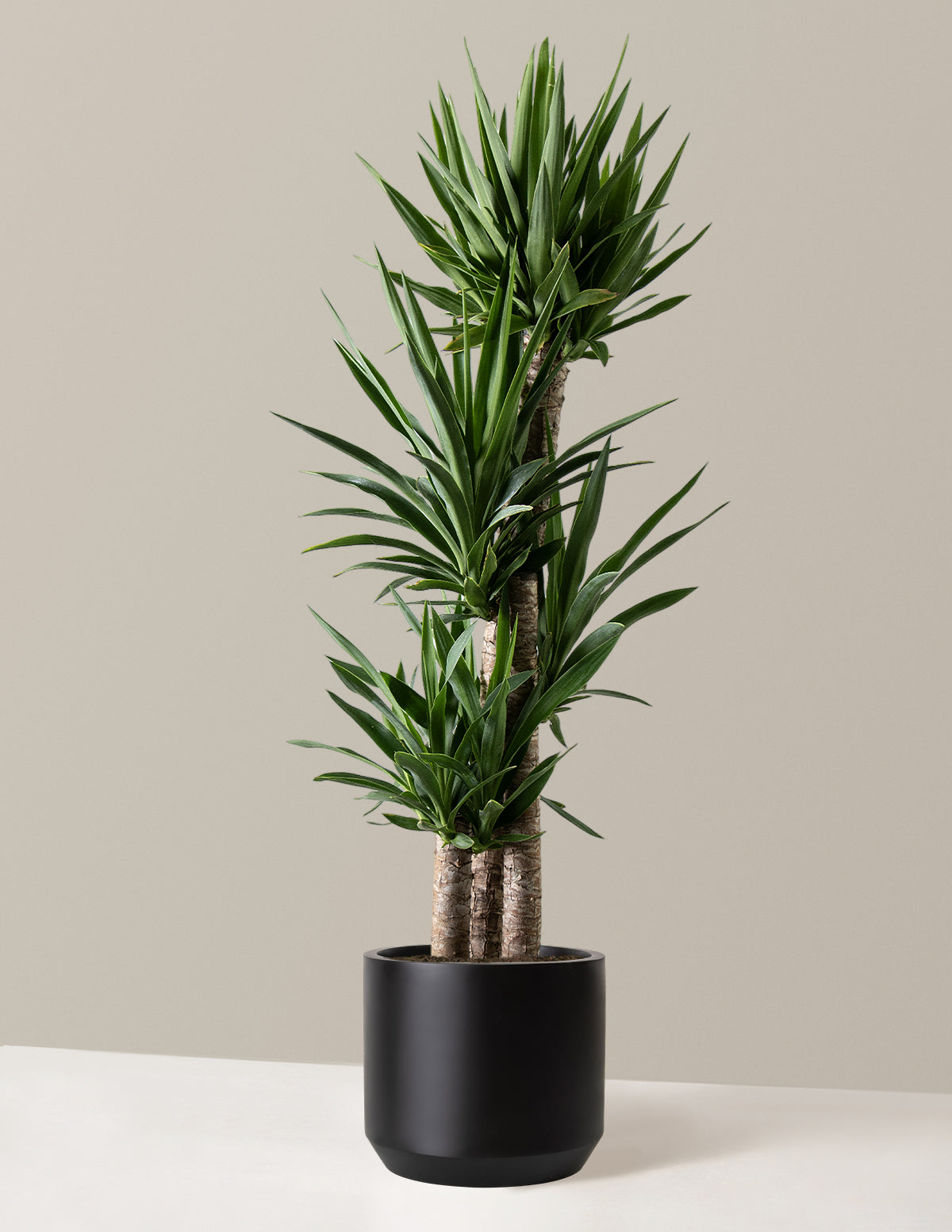 files/the-sill_Large-Yucca-Plant_Large_Mexia_Black_Variant_1.jpg