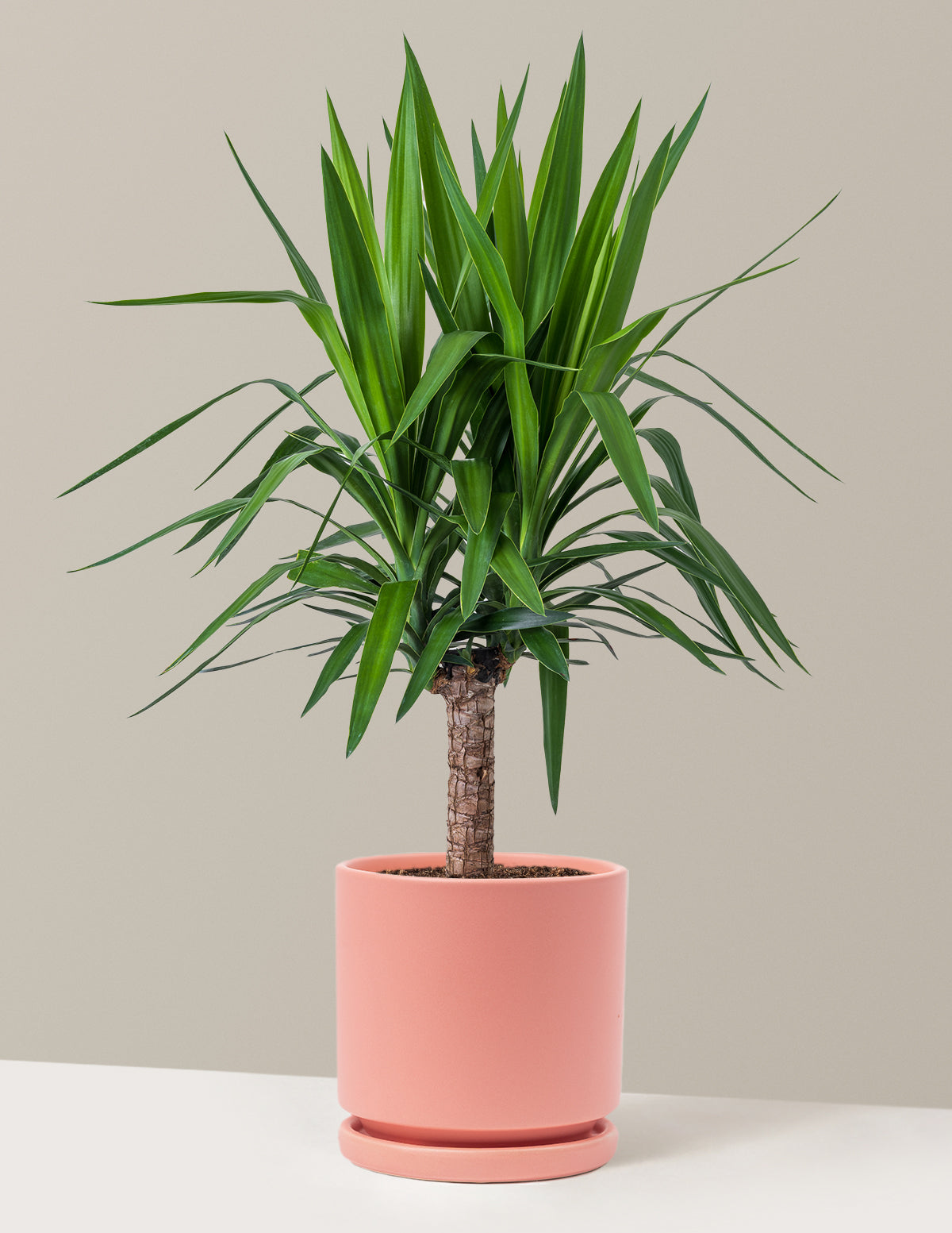 bundle | Large Single | Isabella | Bubblegum