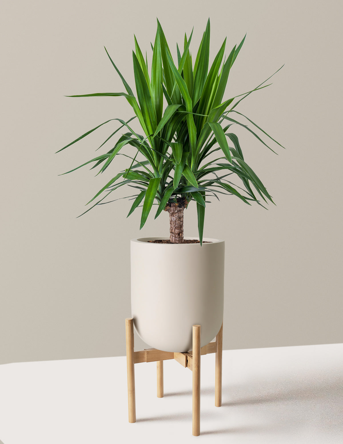 bundle | Large Single | Pallas | Cream