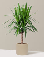 Yucca Plant Single Stem