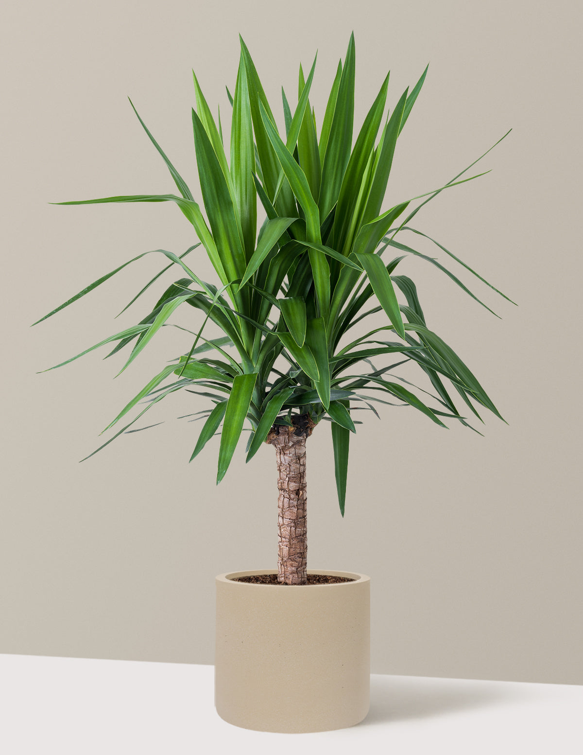Yucca Plant Single Stem