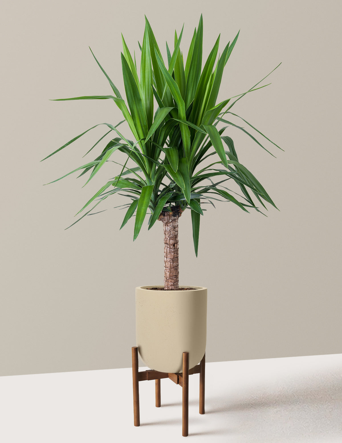 Yucca Plant Single Stem