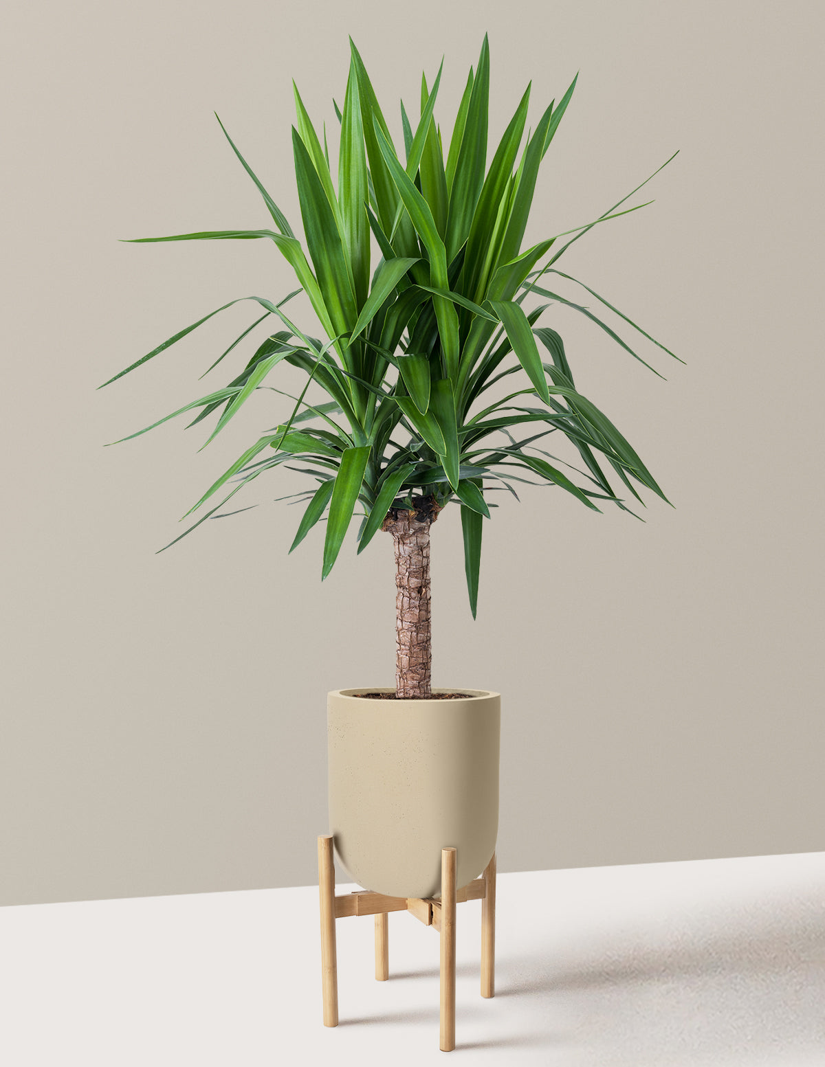 Yucca Plant Single Stem