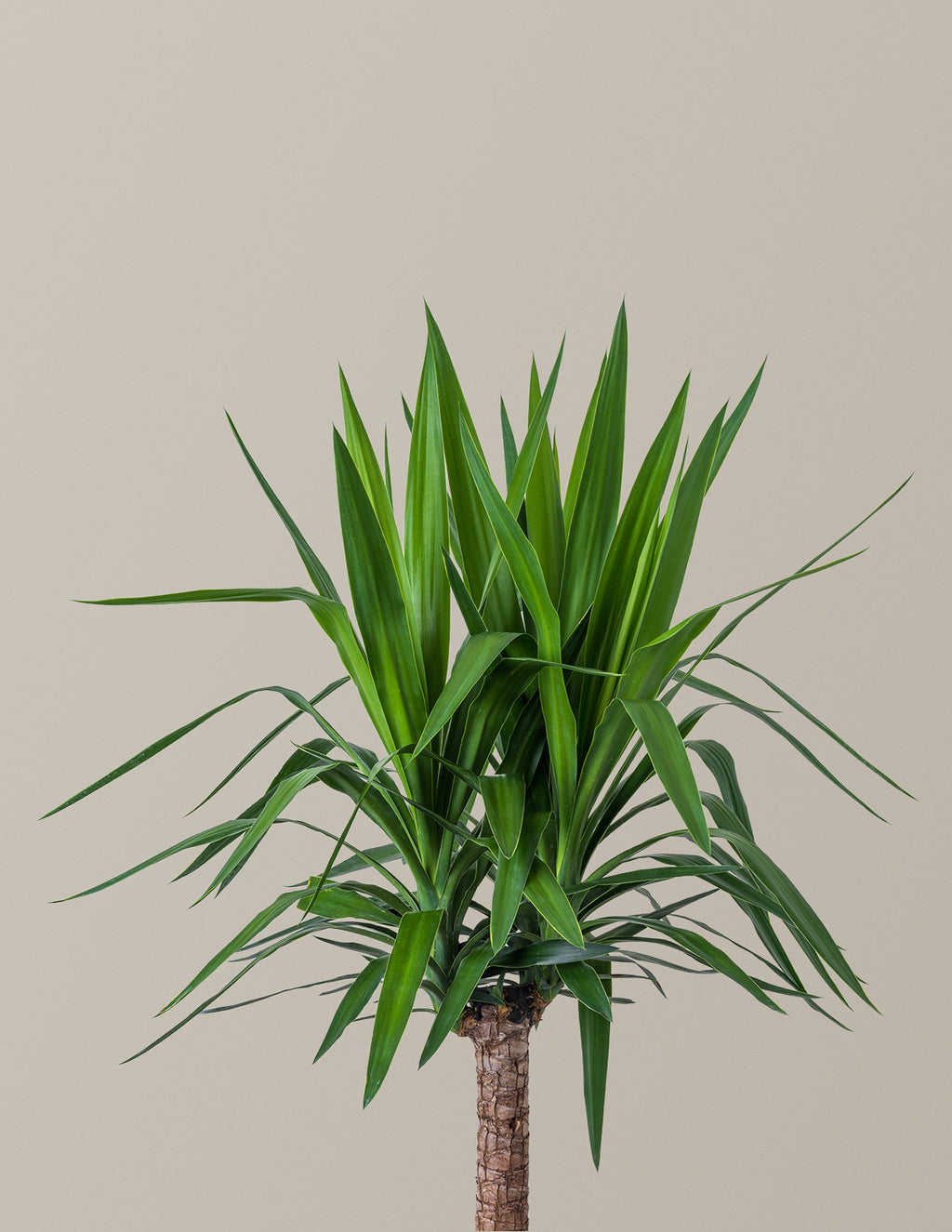 Yucca Plant Single Stem