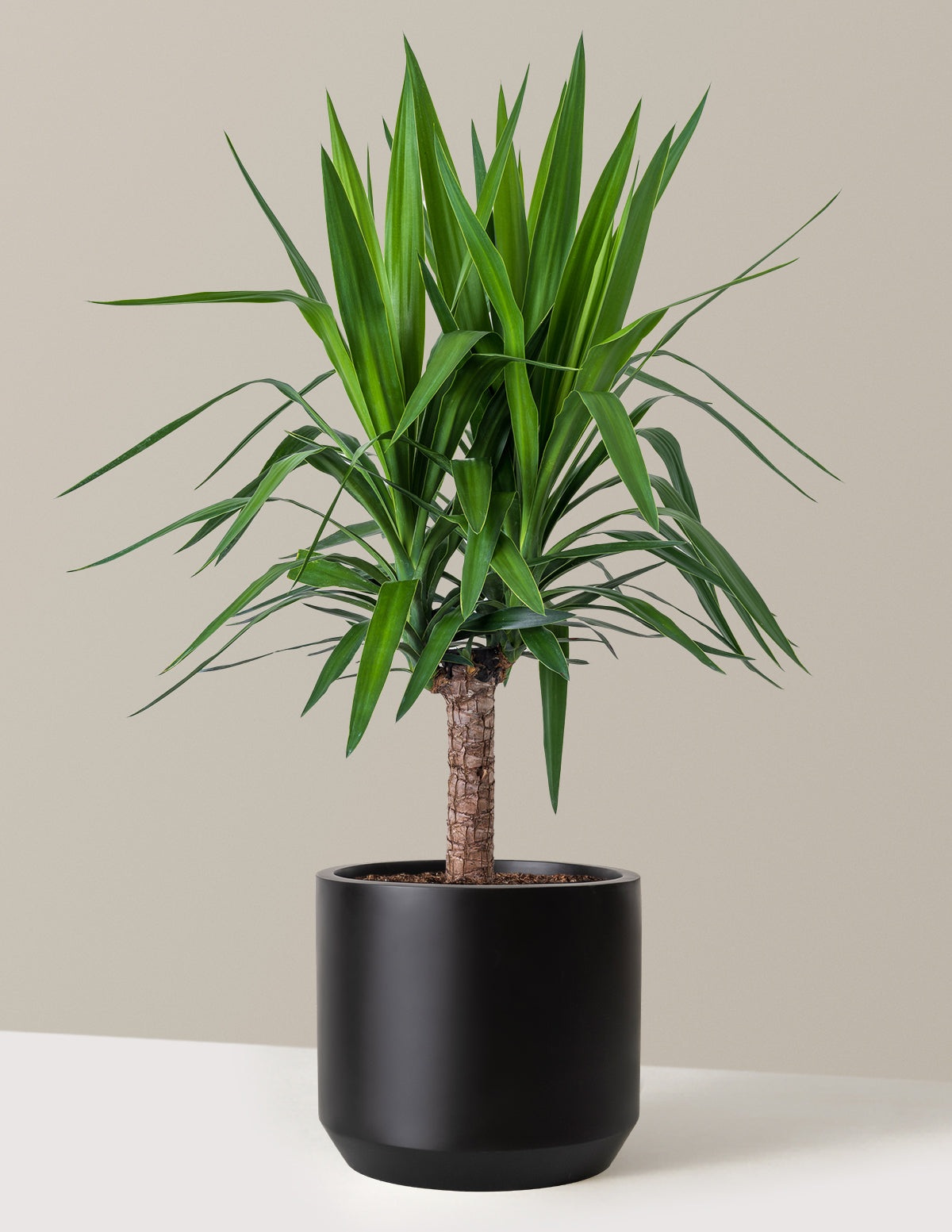 bundle | Large Single | Mexia | Black