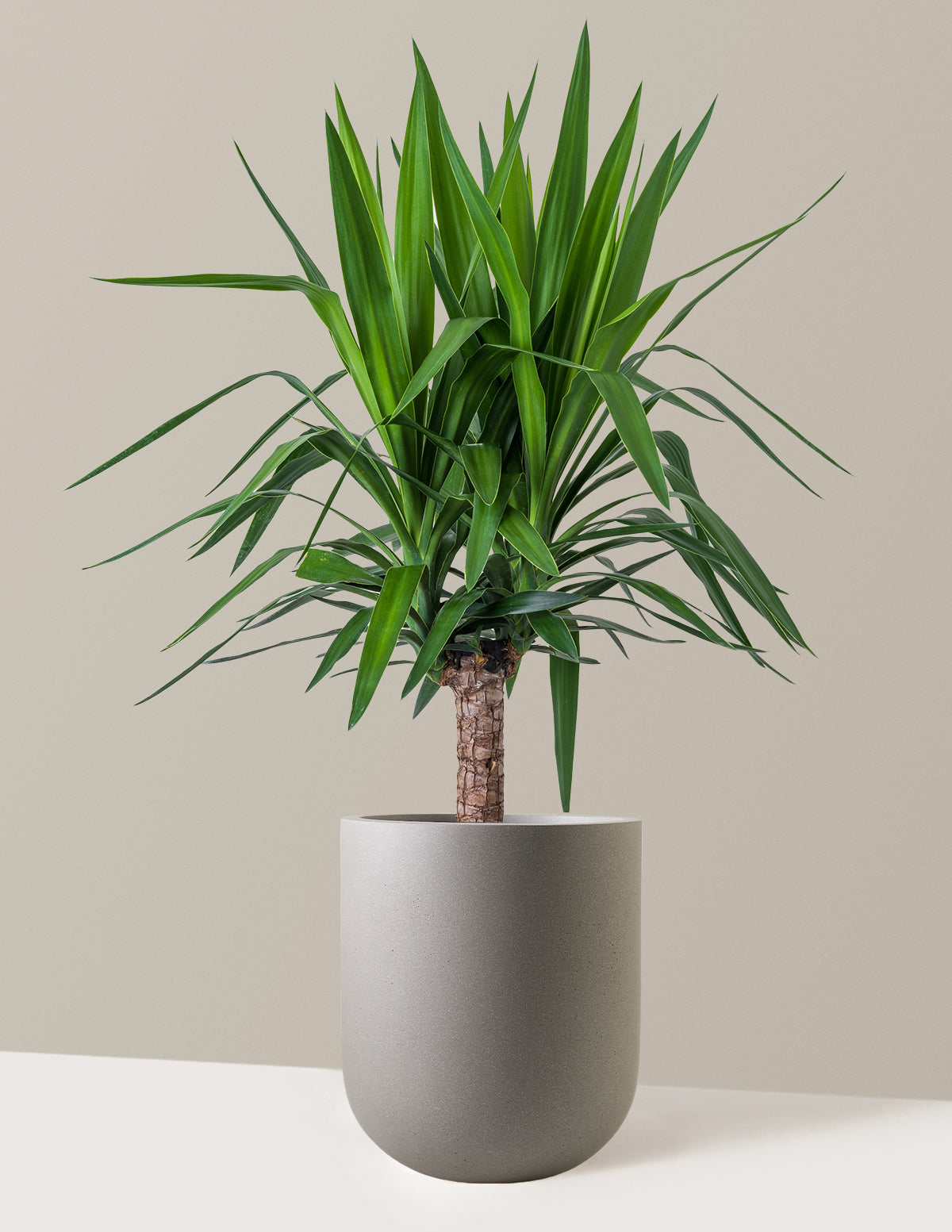 bundle | Large Single | Pallas | Cement Grey