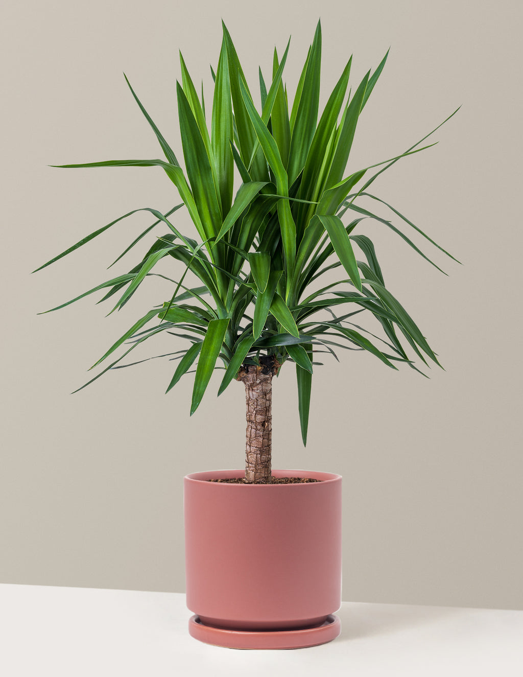 bundle | Large Single | Isabella | Dusty Rose