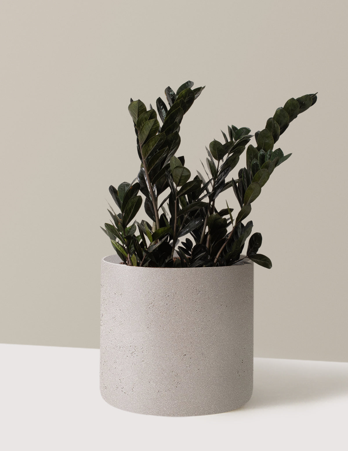 bundle | Large | Agnes | Cement Grey