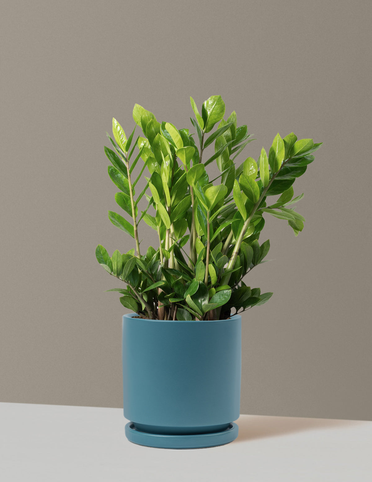 ZZ Plant