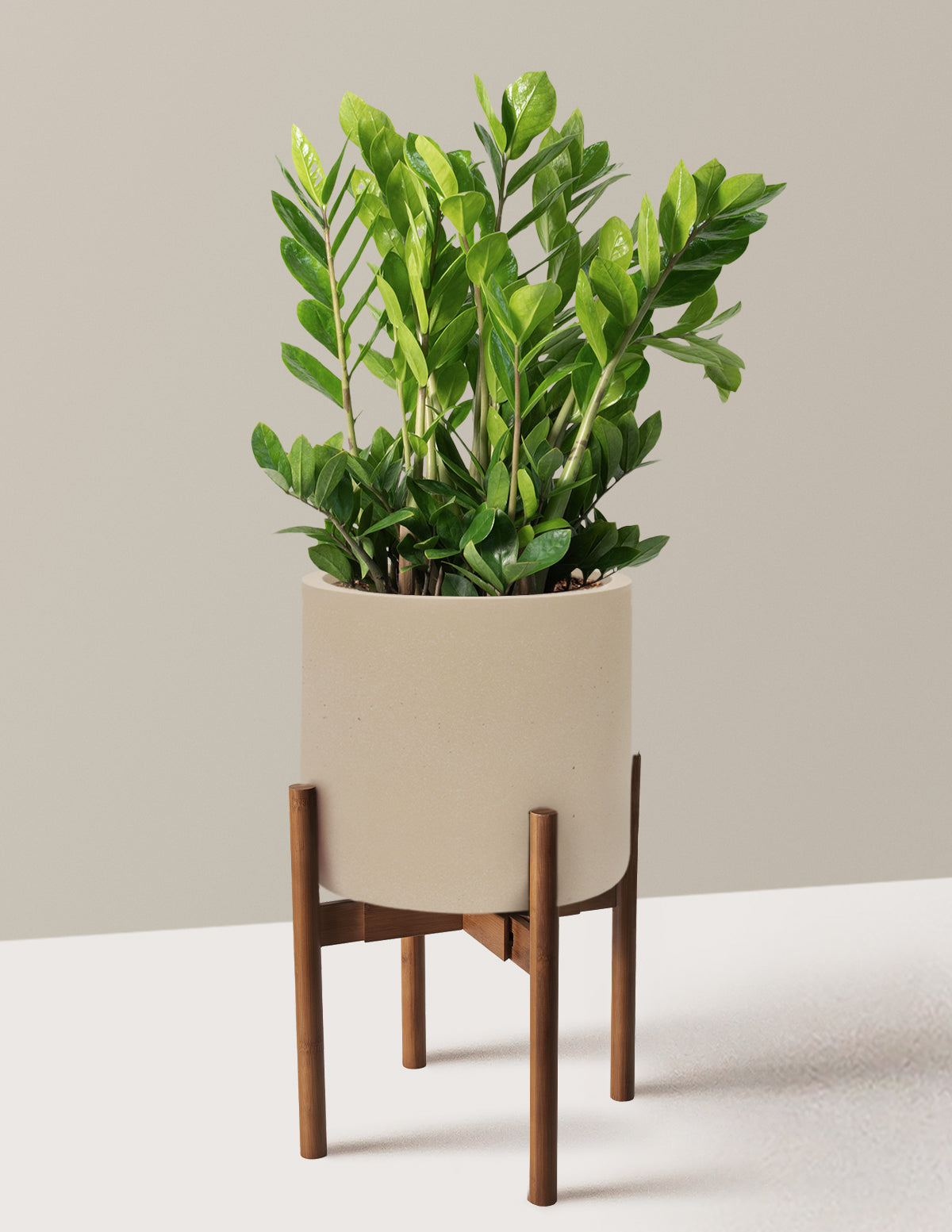 ZZ Plant