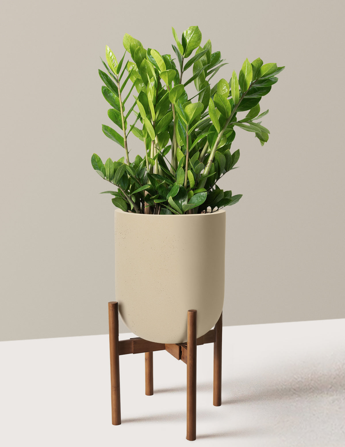 ZZ Plant