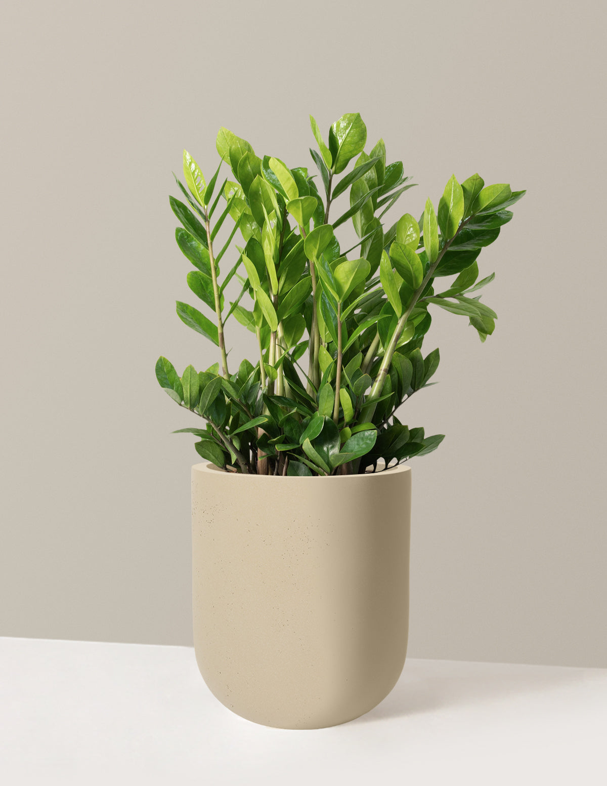 ZZ Plant