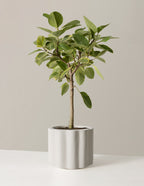 Balboa Planter