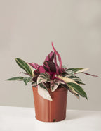 bundle | Large | Grow Pot