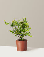 bundle | 1-2 ft. - Single | Grow Pot