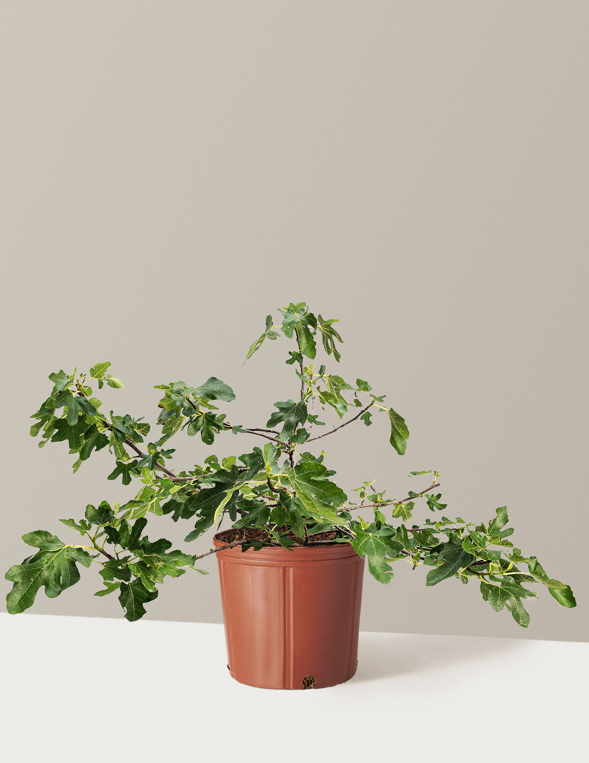 bundle | 3 Gallon | Grow Pot