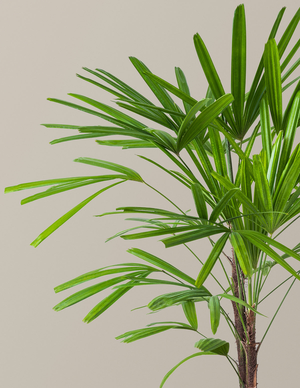 files/the-sill_Large_Rhapis-Palm_Gallery_0c78332d-a886-4ee5-9ef0-6c51e8a797d0.jpg