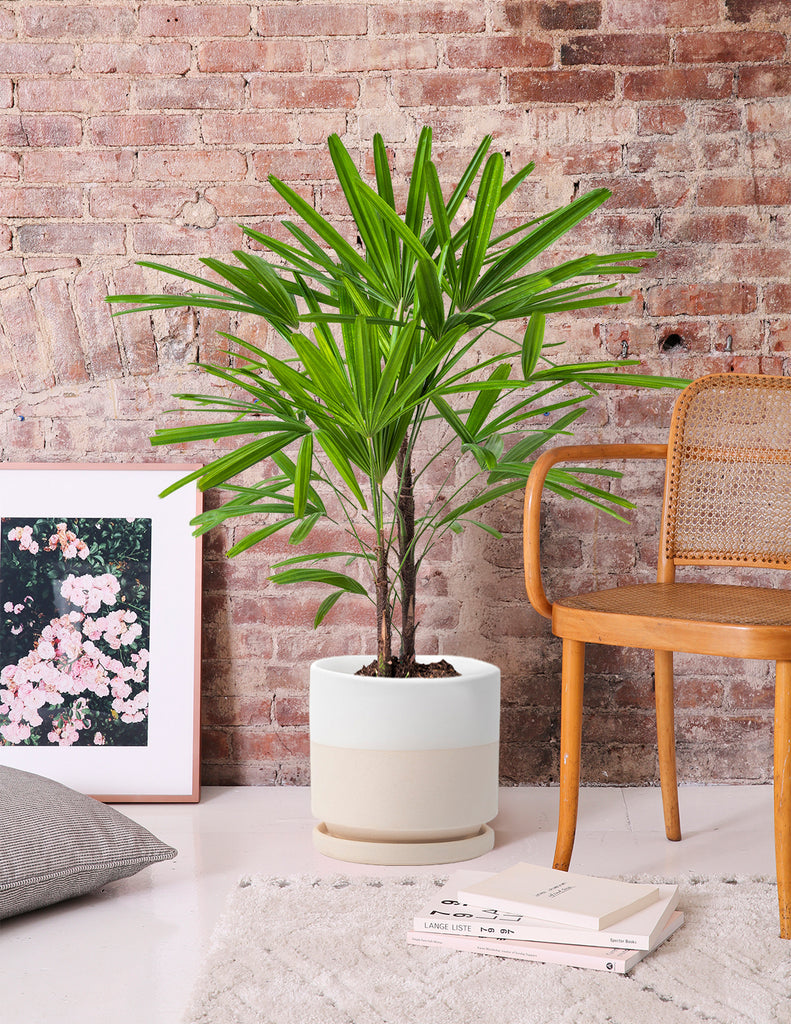 How to care for a Large Lady Palm
