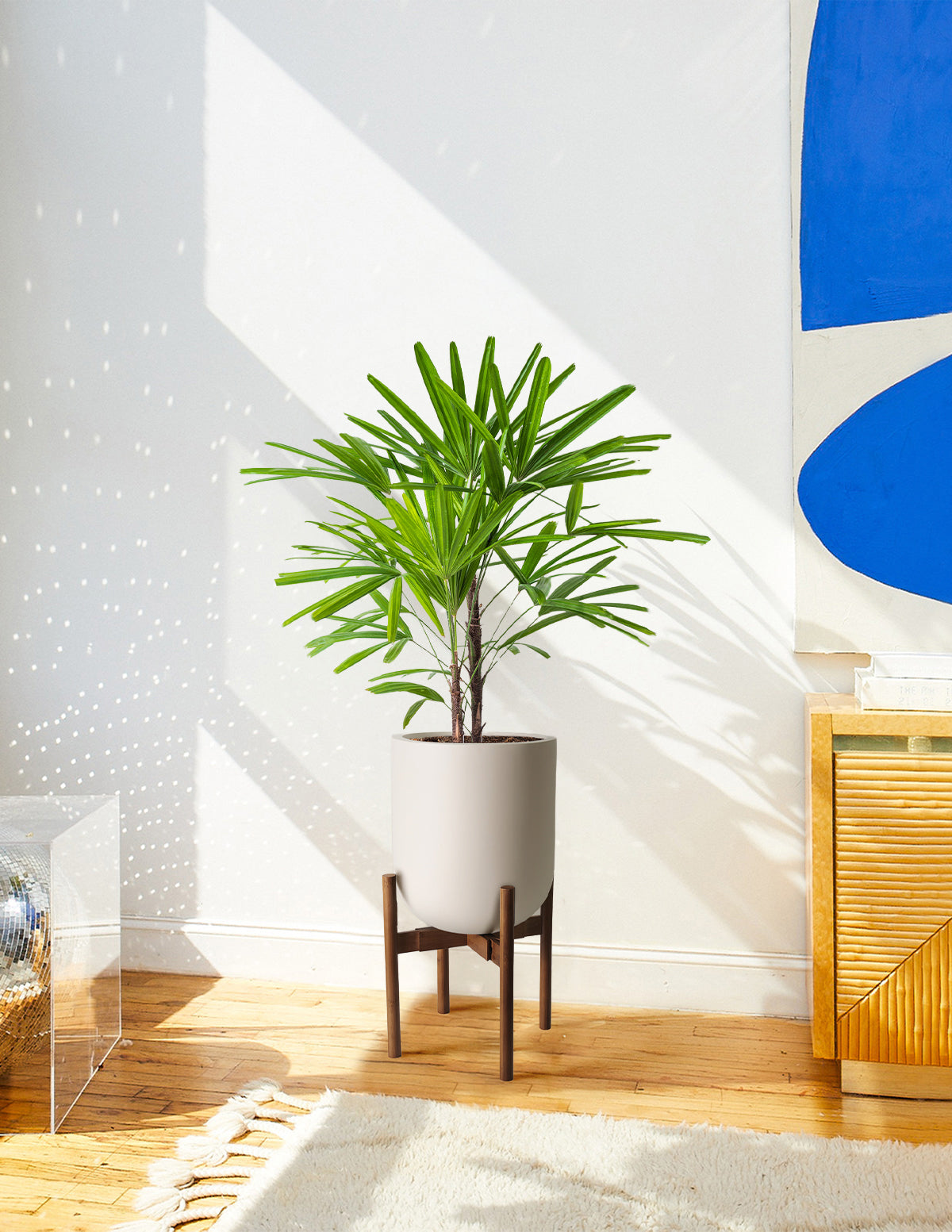 Large Lady Palm