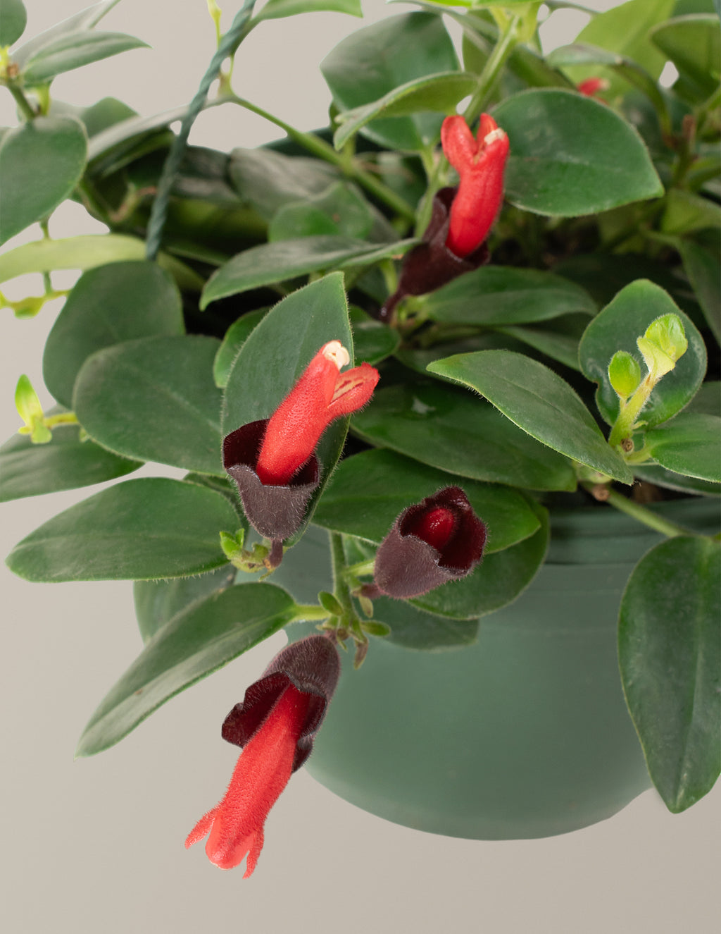 Lipstick Plant