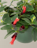 Lipstick Plant