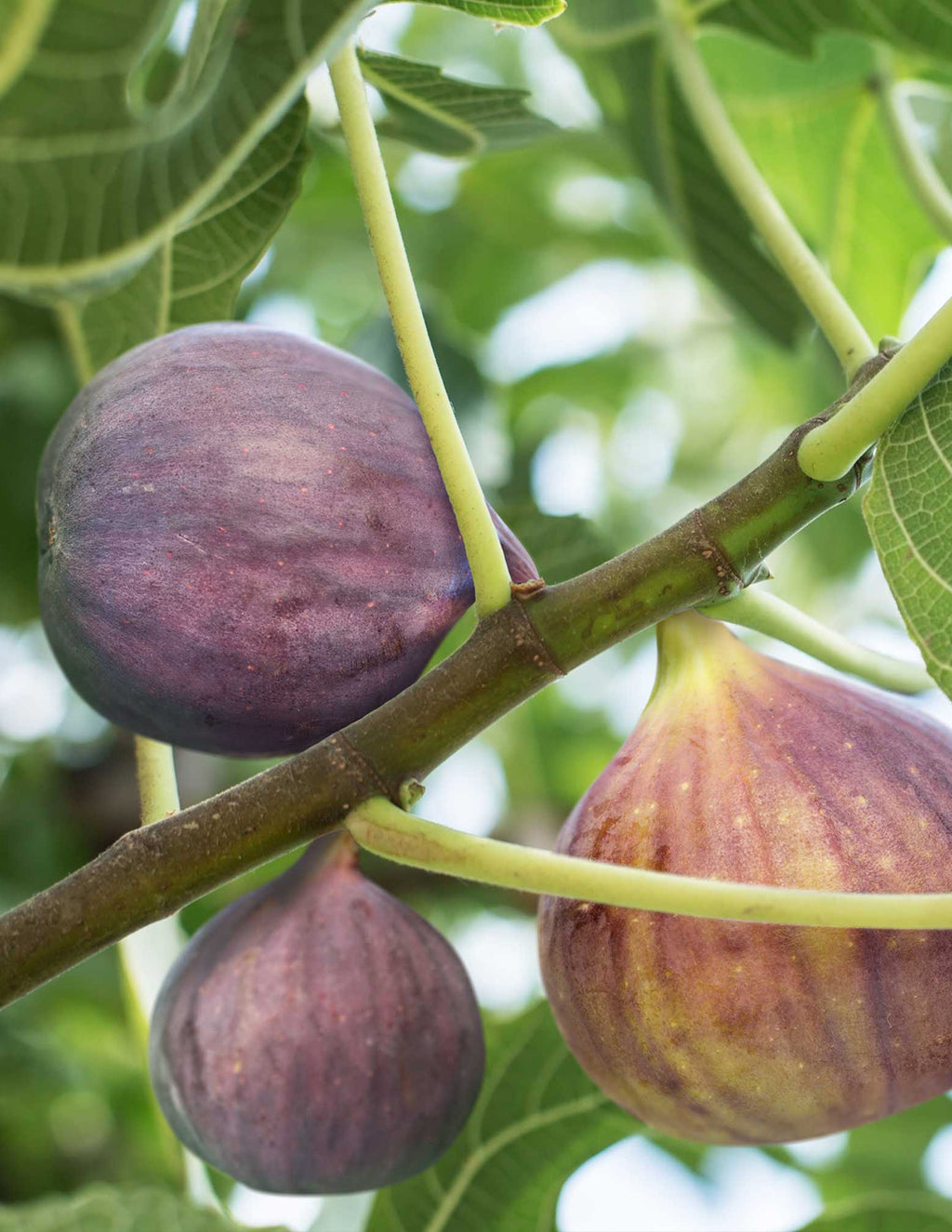 Fig Orchard Pack